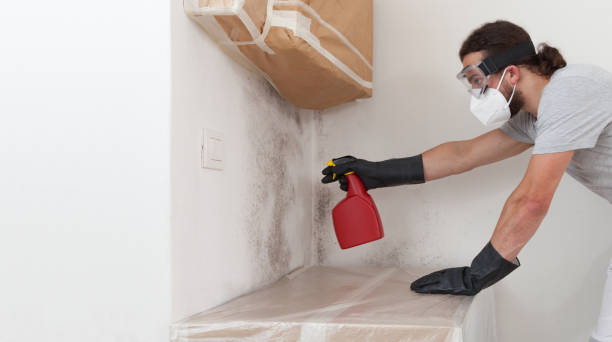 Professional Basement Mold Remediation technician working in Little Silver, NJ