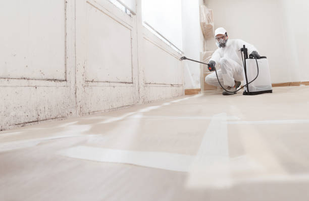 24/7 Emergency Basement Mold Remediation experts in Little Silver, NJ