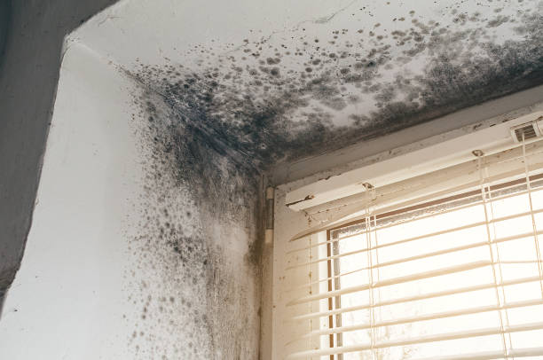 Affordable Basement Mold Remediation solutions in Little Silver, NJ