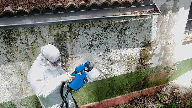 Top rated local Basement Mold Remediation specialists in Little Silver, NJ